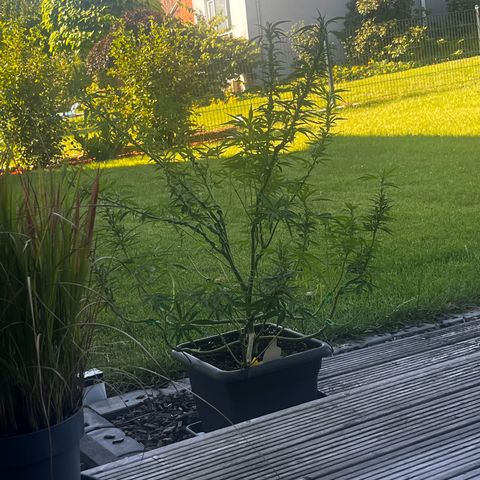 Cooky c4 Hulk gelato growlog photo: Grob alle dicken großen Blätter weg
