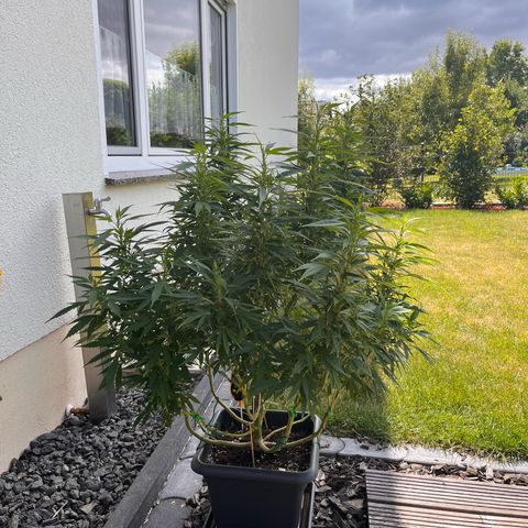 Cooky c4 Hulk gelato growlog timeline photo