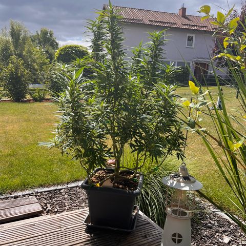 Cooky c4 Hulk gelato growlog timeline photo