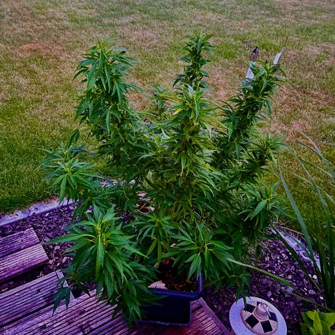 Cooky c4 Hulk gelato growlog photo: Biegen drücken.alle Bänder etc. noch an den Trieben.gelato ist empfindlicher mit Dünger!!!!!!Hulk hat immer Durst.ca 4woche Blüte.trau nicht nicht mehr zum trimmen
