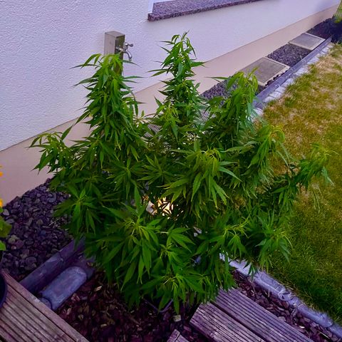 Cooky c4 Hulk gelato growlog photo: Biegen drücken.alle Bänder etc. noch an den Trieben.gelato ist empfindlicher mit Dünger!!!!!!Hulk hat immer Durst.ca 4woche Blüte.trau nicht nicht mehr zum trimmen
