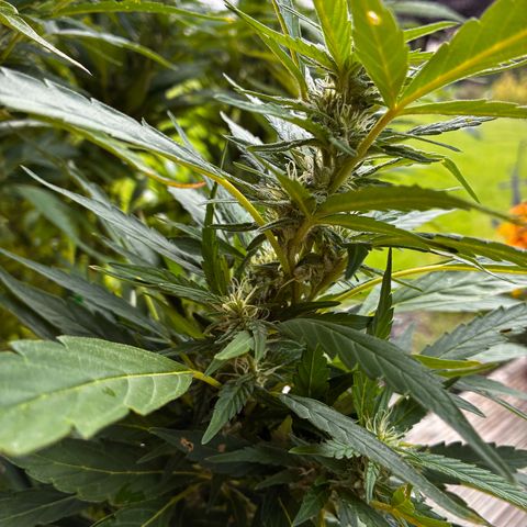 Cooky c4 Hulk gelato growlog timeline photo