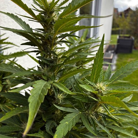 Cooky c4 Hulk gelato growlog timeline photo