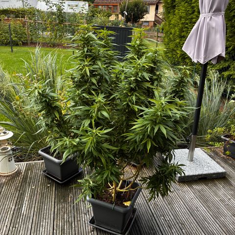 Cooky c4 Hulk gelato growlog timeline photo