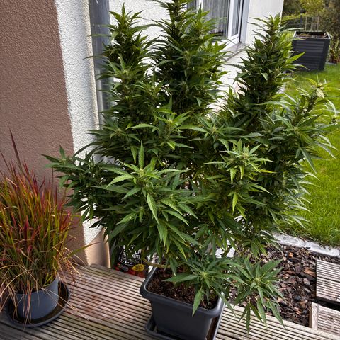 Cooky c4 Hulk gelato growlog timeline photo