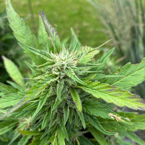 Cooky c4 Hulk gelato growlog timeline photo
