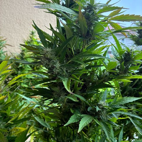 Cooky c4 Hulk gelato growlog timeline photo