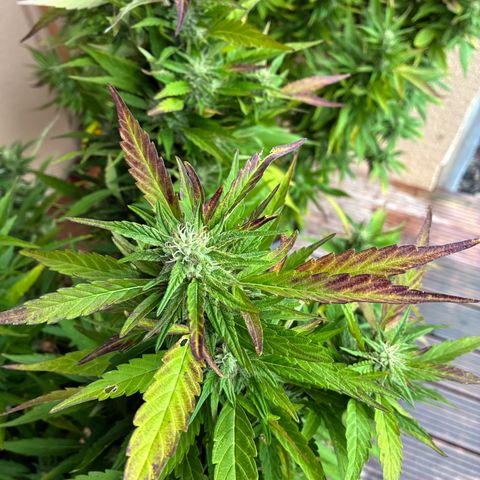 Cooky c4 Hulk gelato growlog timeline photo