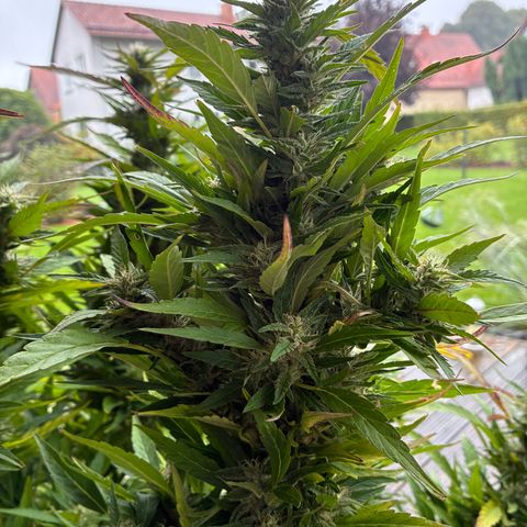 Cooky c4 Hulk gelato growlog timeline photo