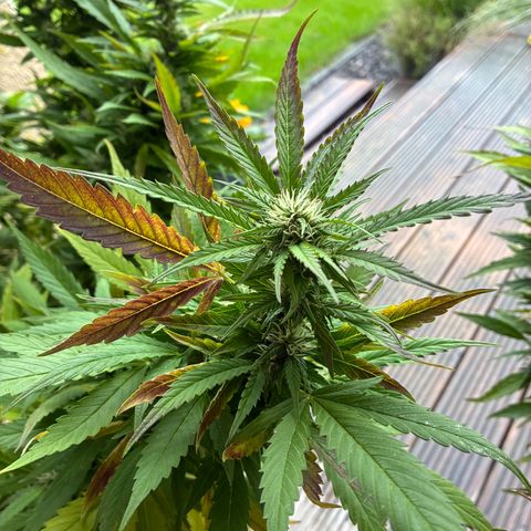 Cooky c4 Hulk gelato growlog timeline photo
