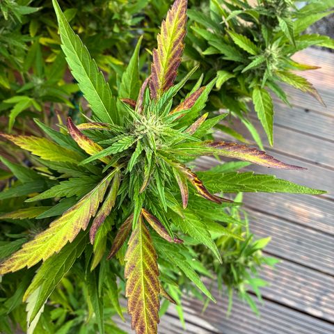 Cooky c4 Hulk gelato growlog timeline photo