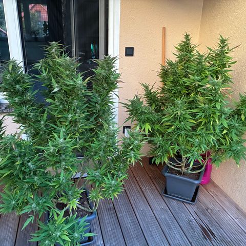 Cooky c4 Hulk gelato growlog timeline photo