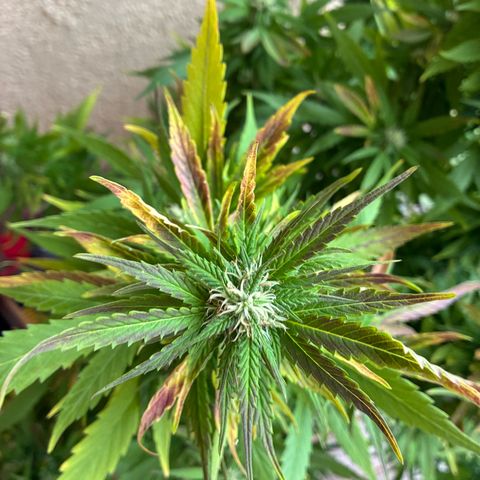 Cooky c4 Hulk gelato growlog timeline photo