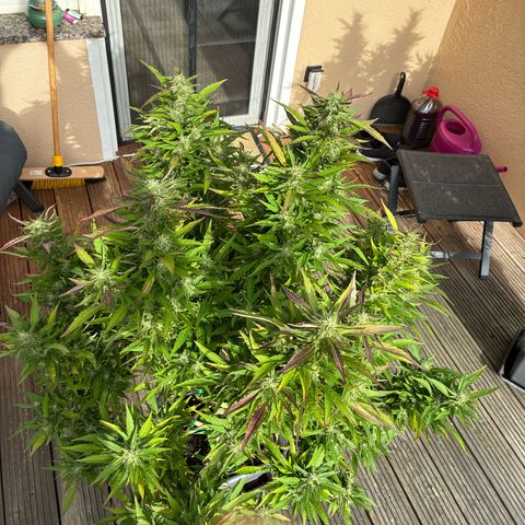 Cooky c4 Hulk gelato growlog timeline photo