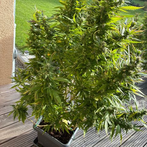 Cooky c4 Hulk gelato growlog timeline photo