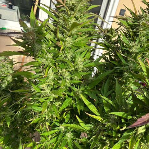 Cooky c4 Hulk gelato growlog timeline photo