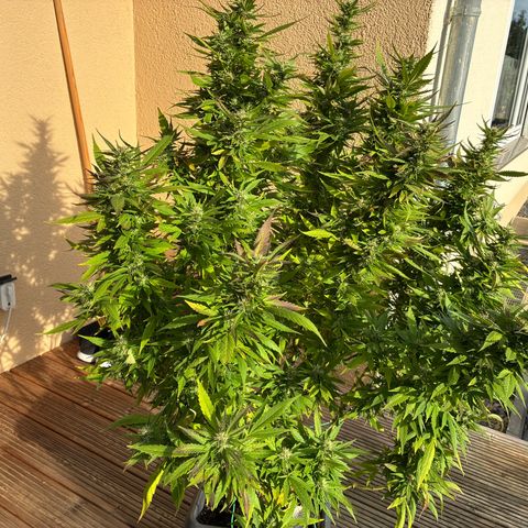 Cooky c4 Hulk gelato growlog timeline photo