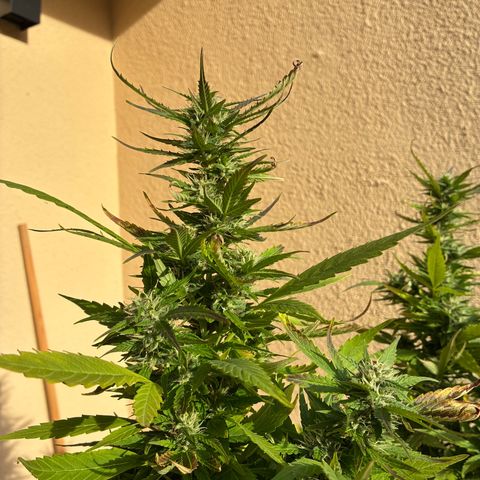 Cooky c4 Hulk gelato growlog timeline photo
