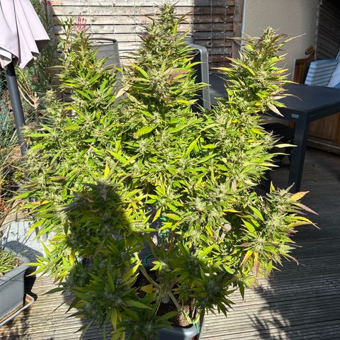 Cooky c4 Hulk gelato growlog photo: Alles gelbe schlechte raus jeden Tag 