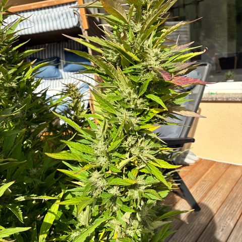 Cooky c4 Hulk gelato growlog photo: Alles gelbe schlechte raus jeden Tag 
