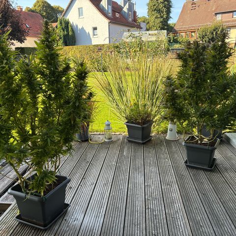 Cooky c4 Hulk gelato growlog photo: Alles gelbe schlechte raus jeden Tag 