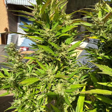 Cooky c4 Hulk gelato growlog photo: Alles gelbe schlechte raus jeden Tag 
