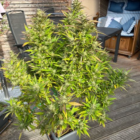 Cooky c4 Hulk gelato growlog photo: Alles gelbe schlechte raus.full Blüten Dünger.biogrow nur noch 1ml