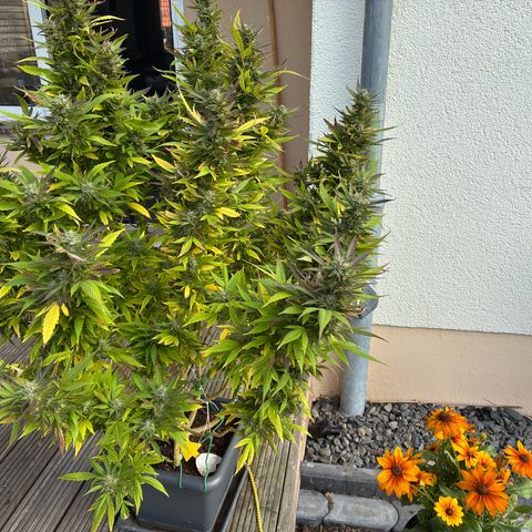 Cooky c4 Hulk gelato growlog photo: Alles gelbe schlechte raus.full Blüten Dünger.biogrow nur noch 1ml