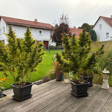 Cooky c4 Hulk gelato growlog photo: Alles gelbe weg.gelato will Ernte 