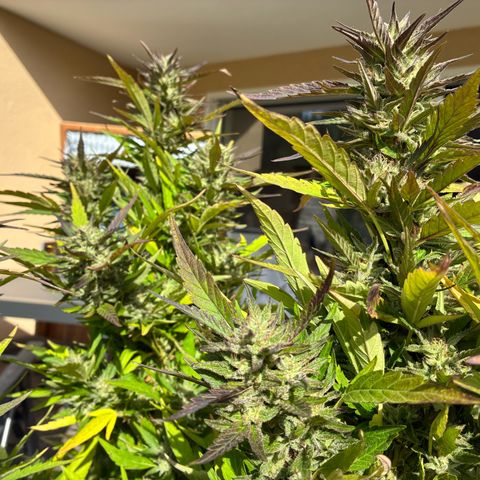 Cooky c4 Hulk gelato growlog photo: Alles gelbe weg.gelato will Ernte 