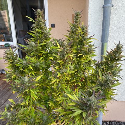Cooky c4 Hulk gelato growlog photo: Alles gelbe weg.gelato will Ernte 