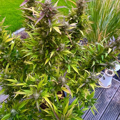 Cooky c4 Hulk gelato growlog photo: Alles gelbe weg.gelato will Ernte 