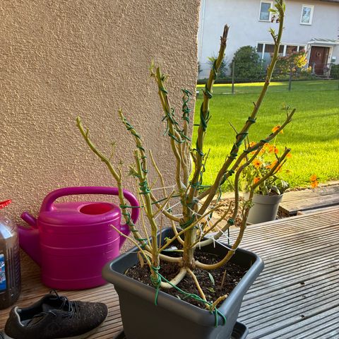 Cooky c4 Hulk gelato growlog photo: Gefühlvolle Ernte 😊❤️