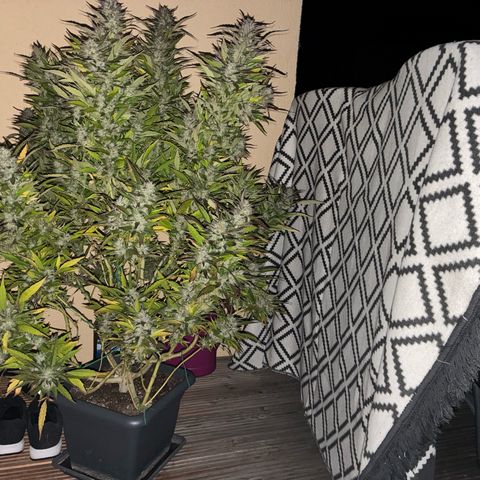 Cooky c4 Hulk gelato growlog photo: Gefühlvolle Ernte 😊❤️