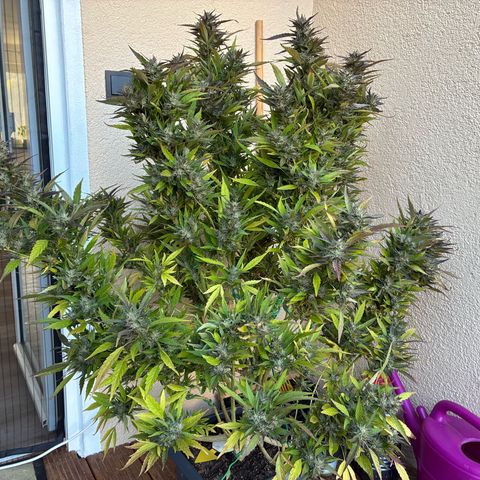 Cooky c4 Hulk gelato growlog photo: Gefühlvolle Ernte 😊❤️