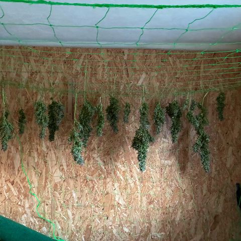 Cooky c4 Hulk gelato growlog photo: Gefühlvolle Ernte 😊❤️