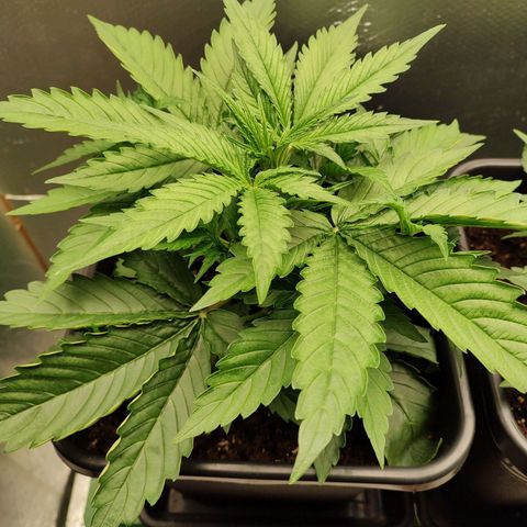 Zombies growlog timeline photo