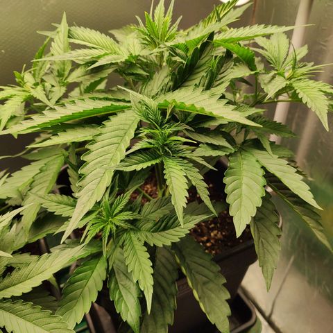 Zombies growlog timeline photo