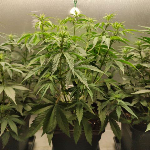 Zombies growlog timeline photo