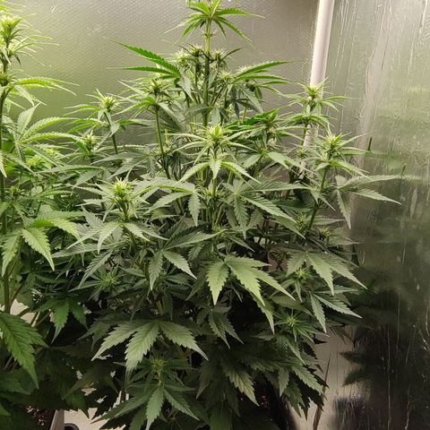 Zombies growlog timeline photo