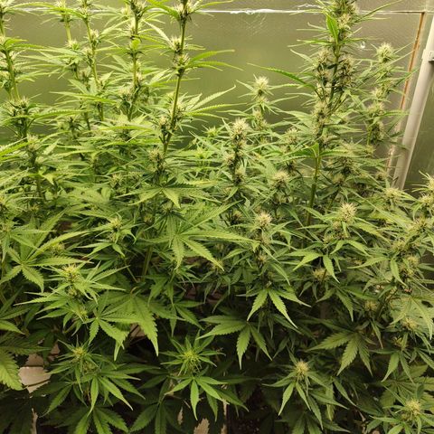 Zombies growlog timeline photo