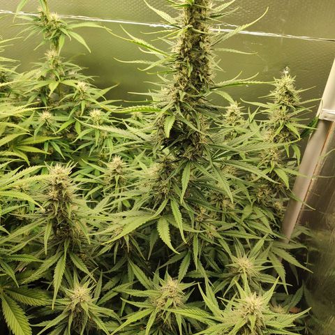 Zombies growlog timeline photo