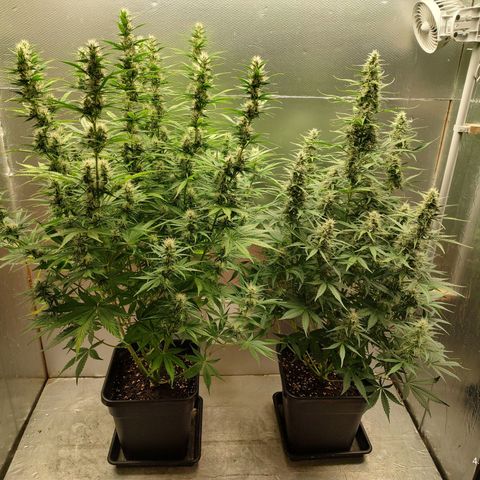 Zombies growlog timeline photo