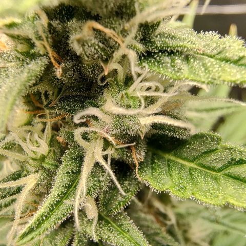 Zombies growlog timeline photo