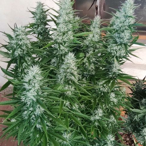 Zombies growlog timeline photo