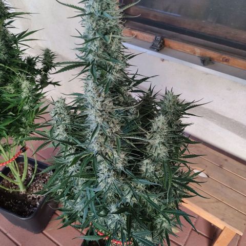 Zombies growlog timeline photo