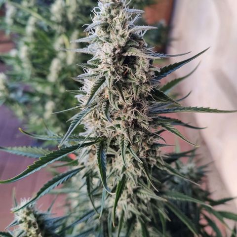 Zombies growlog timeline photo