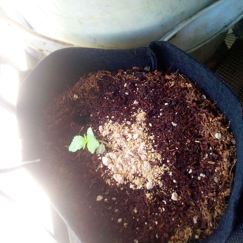 La fortachona #1 growlog photo: Iniciando