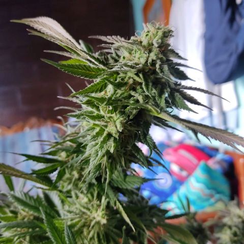 La fortachona #1 growlog photo: Purple punch.