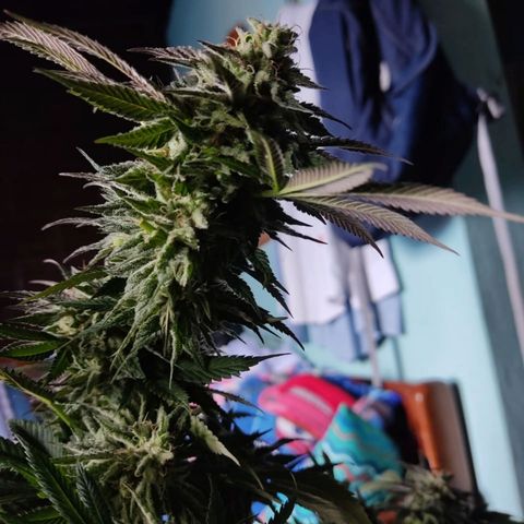 La fortachona #1 growlog photo: Purple punch.